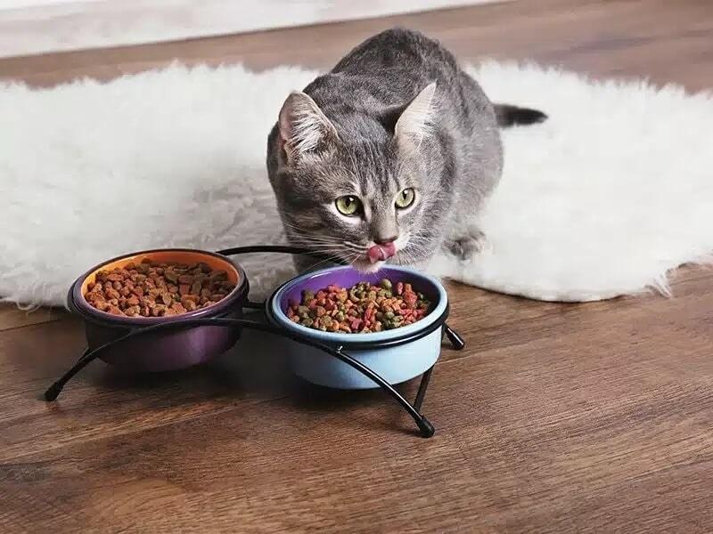 سلبن کیتن گربه (زیر ۶ماه) فَله