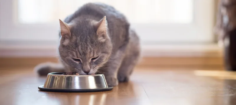 سلبن کیتن گربه (زیر ۶ماه) فَله